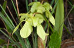 Hooded pitcherplant